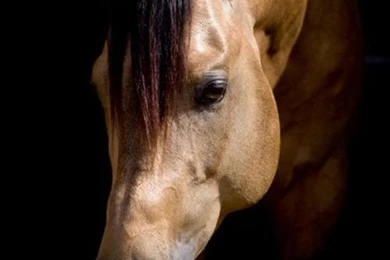 To All My Followers: I'm Sorry I'm Pinning A Lot Of Horse Stuff ...