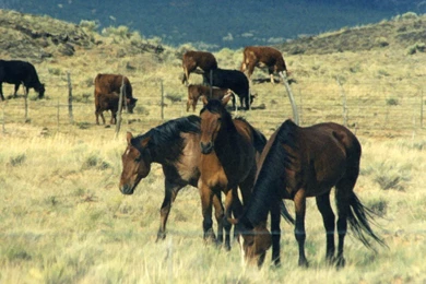 Horse breeds   A   American Quarter   Page 1