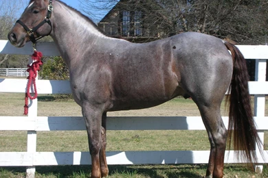 Quarter Horse Stallion >> HD Wallpaper, Get It Now!