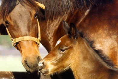 Horses Wallpapers Page 193: Horse Animal Grass Run Nature ...