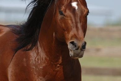 My Best Wallpapers: Fastest Running Animal Cheetah, World Fastest ...