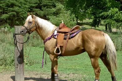 Horse Pictures Images Wallpapers Photos 2013: Quarter Horses ...