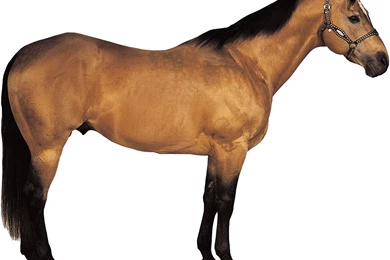 Quarter Horse Silhouette   (