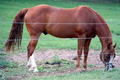 American Quarter Horse Lance By Black Feather On DeviantArt