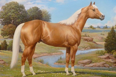American Quarter Horse Images