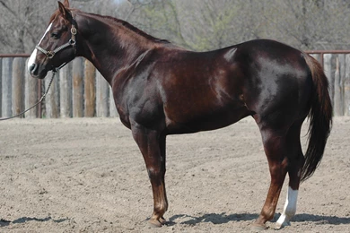 A Liver Chestnut Quarter Horse HD Desktop Wallpapers : Widescreen ...