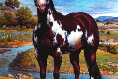 What Is A Paint Horse?