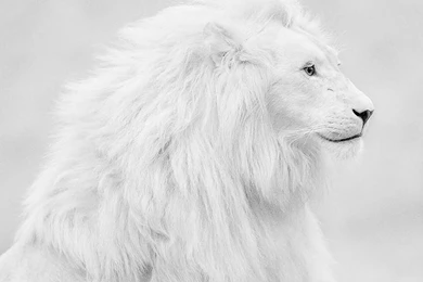 White Lion HD Live Wallpapers   Android Apps On Google Play