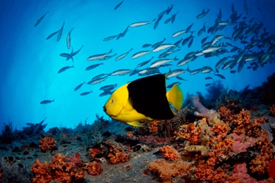 Free Wide Wallpapers   Wallpapers High Definition