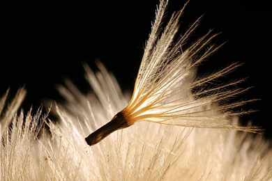 Beautiful HD Flowers Desktop Wallpapers – HD Wallpapers Free Download