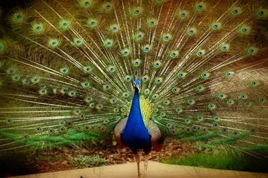 Beautiful Peacock