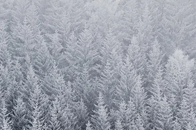 IOS 8 Default Forest Snow Parallax iPhone 5 Wallpapers / IPod ...