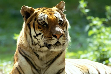 Scary Tiger Wallpapers