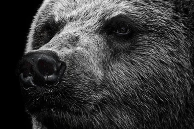 Black Bear iPhone Wallpapers