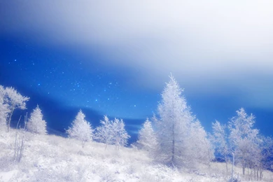 Wallpapers Exotice De Craciun Windows Hd 2560x1600