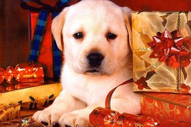 Cadouri De Craciun   Isiah Thomas Photos