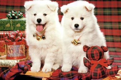 Wallpapers Business Walpaper Poze Cu Catelusi Dragalasi De Craciun ...