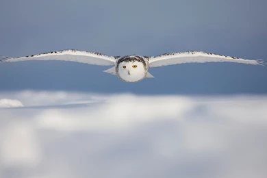 Flying Car Concept Wallpapers