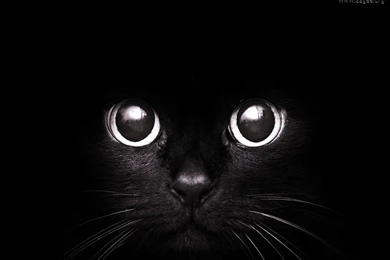 Magic Eyes Cat Feline Kitten Eye Pet Black Sweet ORG Cats Full HD ...