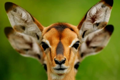 Windows Wallpaper, Images For Iphone, Tablet Desktop Images ...