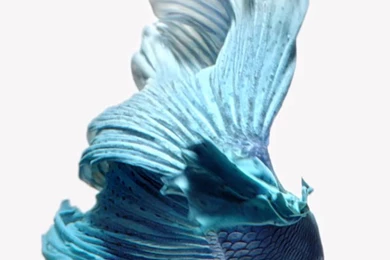 Download iPhone 6s/6s Plus Wallpapers