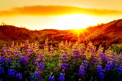 Nature Wallpaper: Sunset For PC Wallpapers Mobile HD Backgrounds ...