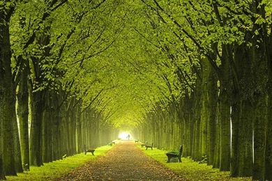 Beautiful Tree Wallpapers   Wallpapers Zone