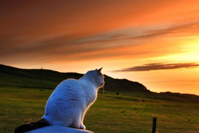 Fantasy Sunset Wallpapers