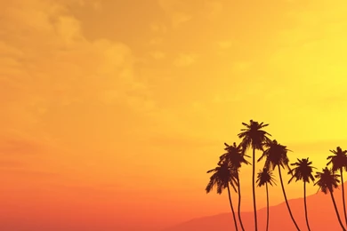 Palm Trees HD Wallpapers