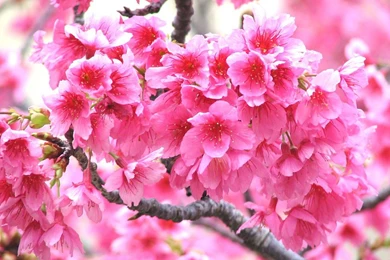 Desktop Wallpapers · Gallery · Nature · Fruit Trees Flowers