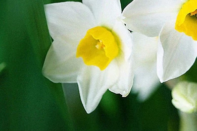 Green Bio iPhone 6 Wallpapers, iPhone 6 Backgrounds And Themes