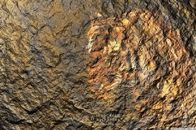 Wallpapers Vintage Rock Tiger Print Hd Widescreen High Definition ...