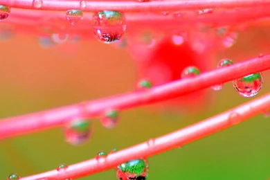 Green And Pink Wallpapers 01 iPhone 6 Wallpapers