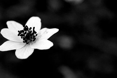 Black Flower, White, 1920x1080 HD Wallpapers And FREE Stock Photo