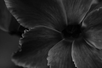Flowers Black Backgrounds