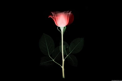 Download Black Flowers Wallpapers 1920x1200