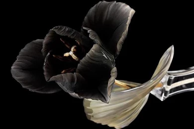 BLACK FLOWER WALLPAPER   (