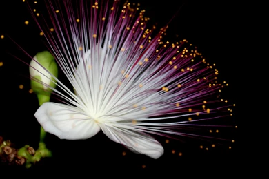 Flowers In Front Of A Black Backgrounds Design 51977   Flower ...