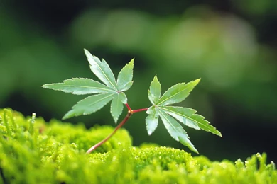 Plant Wallpapers Photos 8875 1280x800   UMad.com