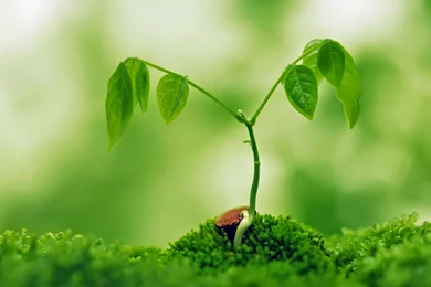 Natural Plant Wallpapers