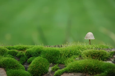 Plant Hd Wallpapers ›› Page 0