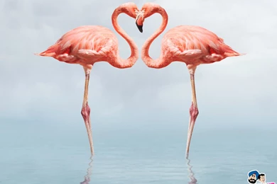 Flamingos Birds Wallpapers
