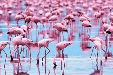 Flamingo Wallpapers