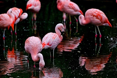 Flamingos HD Wallpapers Free HD Wallpapers   Download Flamingos HD ...