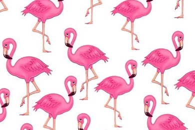 Flamingo Pelican Backgrounds Wallpapers Pink