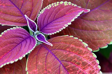 Purple Plant HD Desktop Wallpapers : Widescreen : High Definition ...