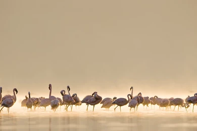 ANIMALS Flamingos On Pinterest