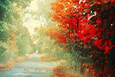 HTC One Max Plant Wallpapers HD 10, HTC One Wallpapers HD