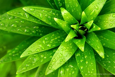 Wallpapers Tropical Green Plant Let Eye Go Travelling 1280x800 ...