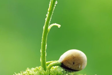 HTC One Max Plant Wallpapers HD 04, HTC One Wallpapers HD